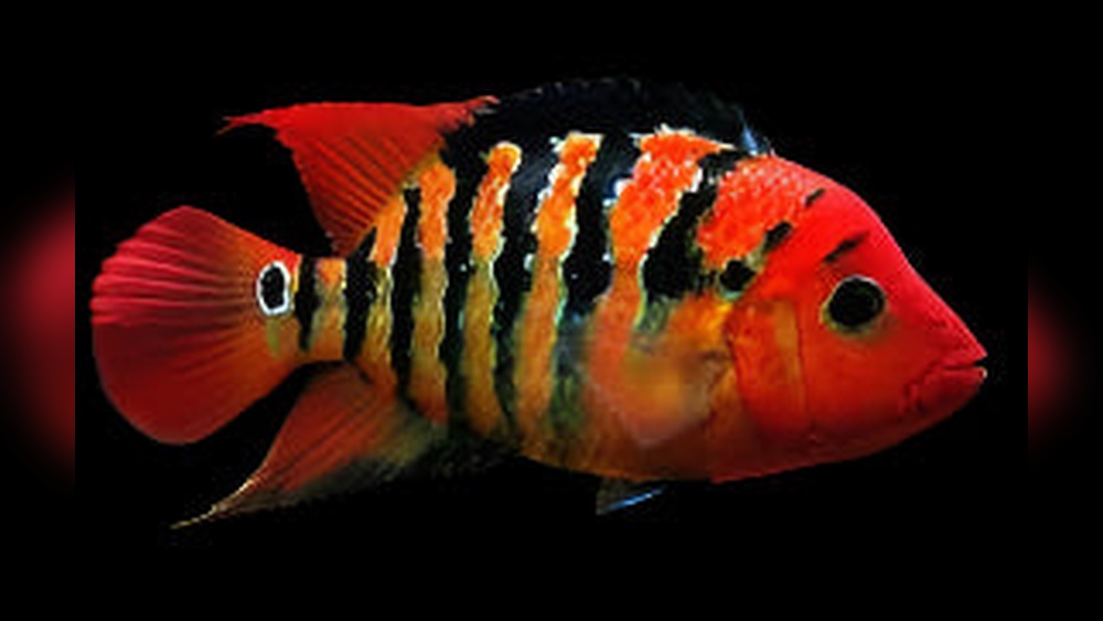 Red Terror Cichlid