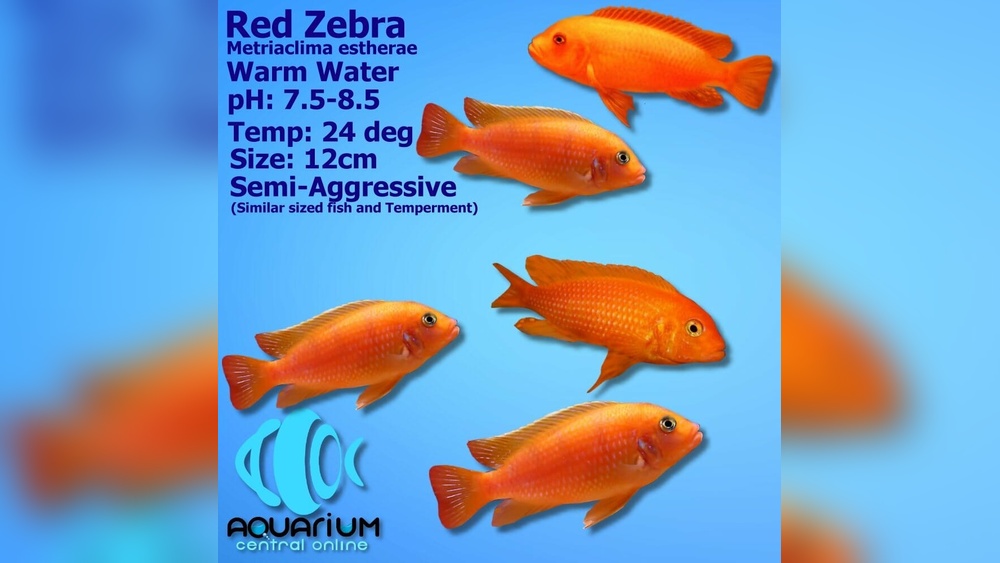 Red Zebra Cichlid