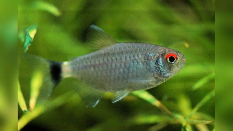 Redeye Tetra