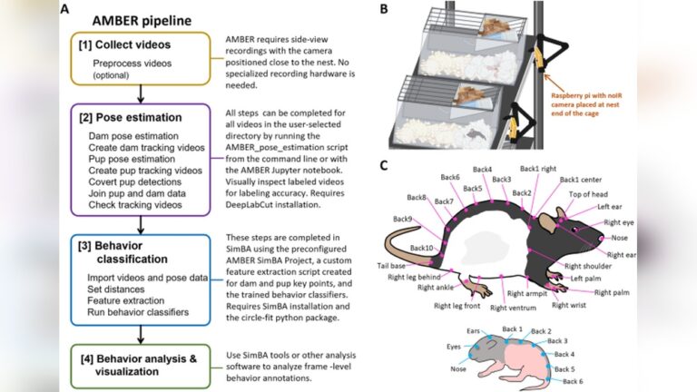 Rodent Behavior: Surprising Facts to Protect Your Home