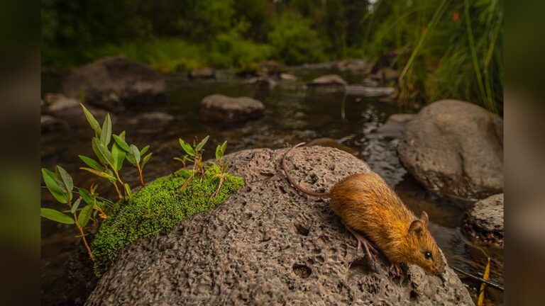 Rodent Habitats: Discover Surprising Facts and Expert Insights