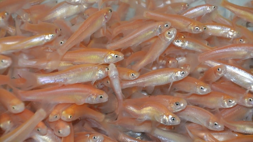 Rosy Red Minnows