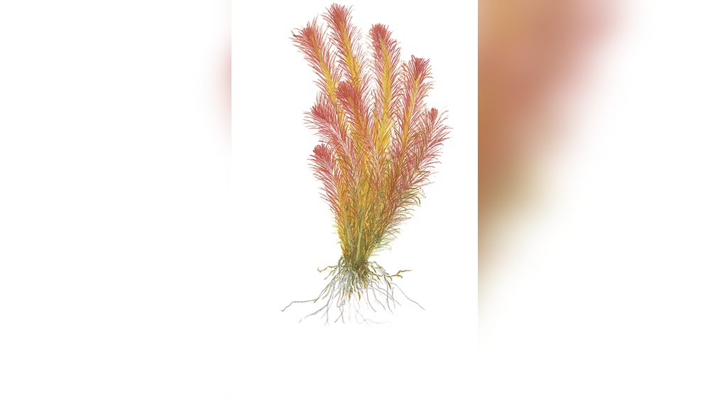 Rotala Wallichii