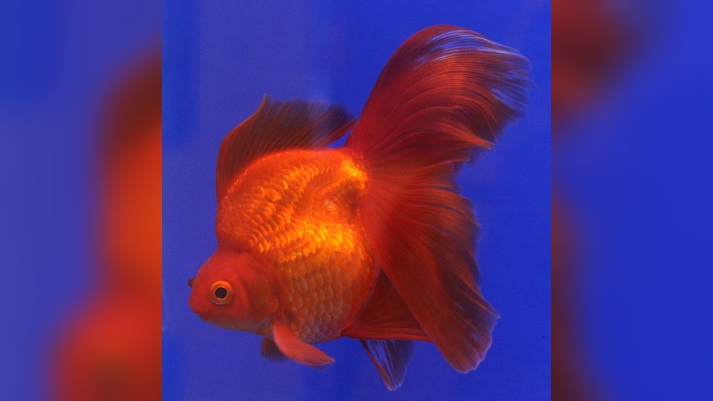 Ryukin Goldfish
