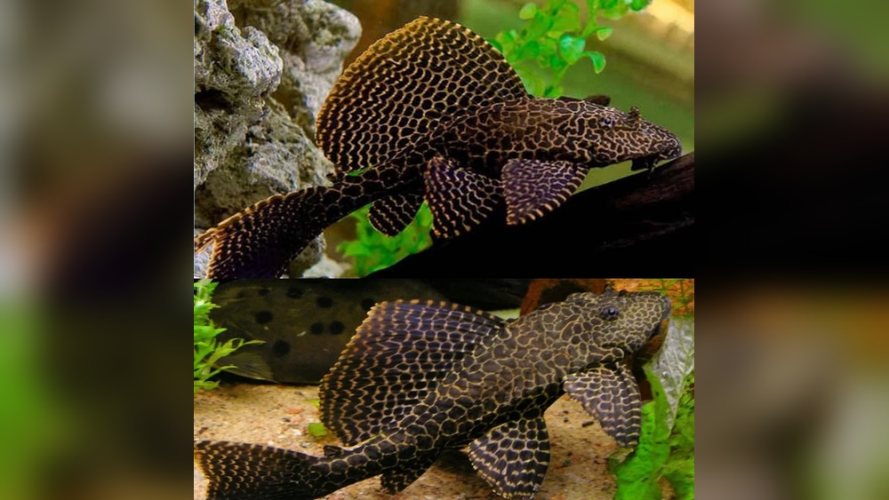 Sailfin Pleco