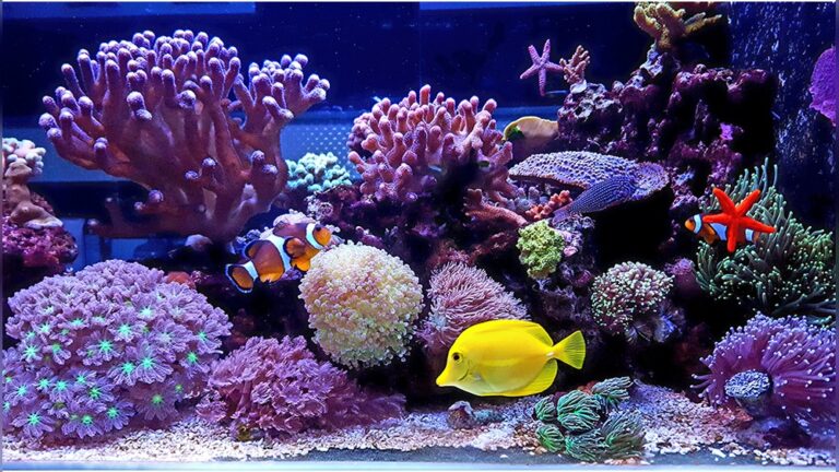 Saltwater Aquarium