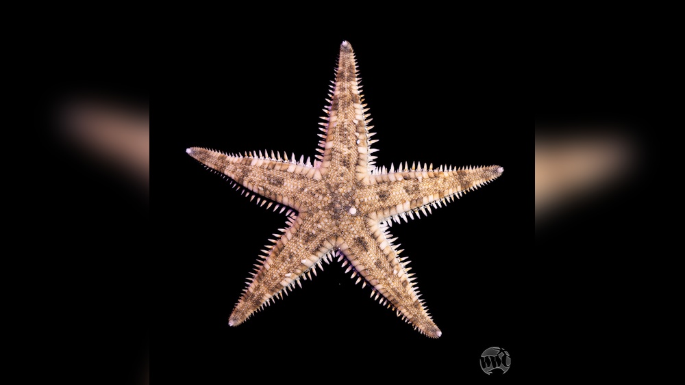 Sand Sifting Starfish