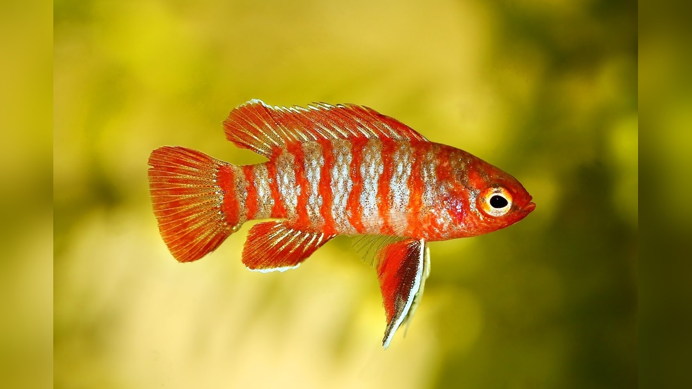 Scarlet Badis