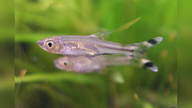 Scissortail Rasbora