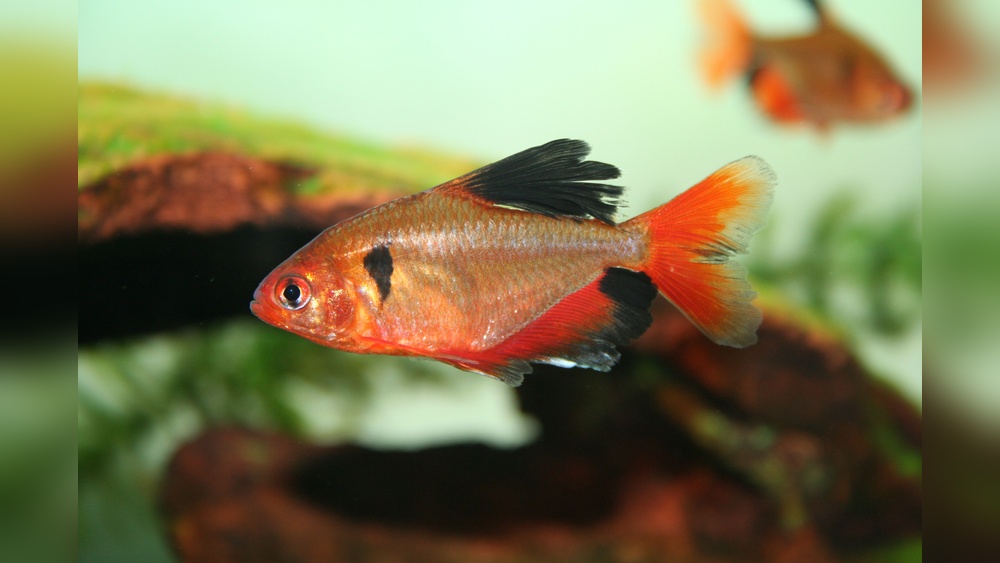 Serpae Tetra