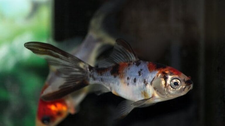 Shubunkin Goldfish Varieties Care Guide Lifespan And More