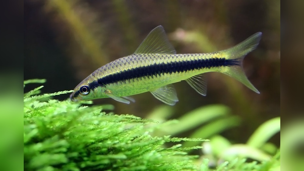 Siamese Algae Eater: Ultimate Guide to Algae-Free Aquariums