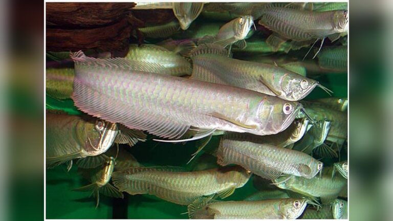 Silver Arowana 2