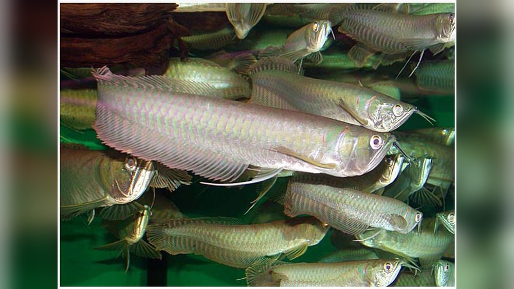 Silver Arowana 2