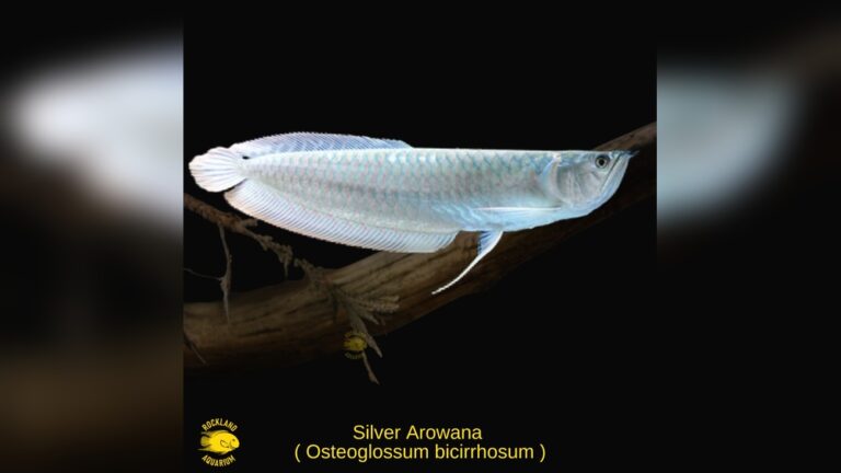 Silver Arowana