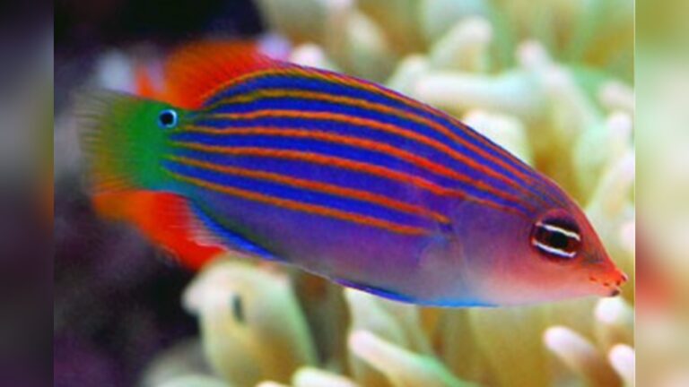 Six Line Wrasse