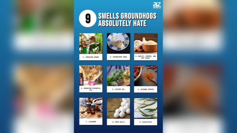 Smells Do Groundhogs Hate: Top Scents to Keep Them Away