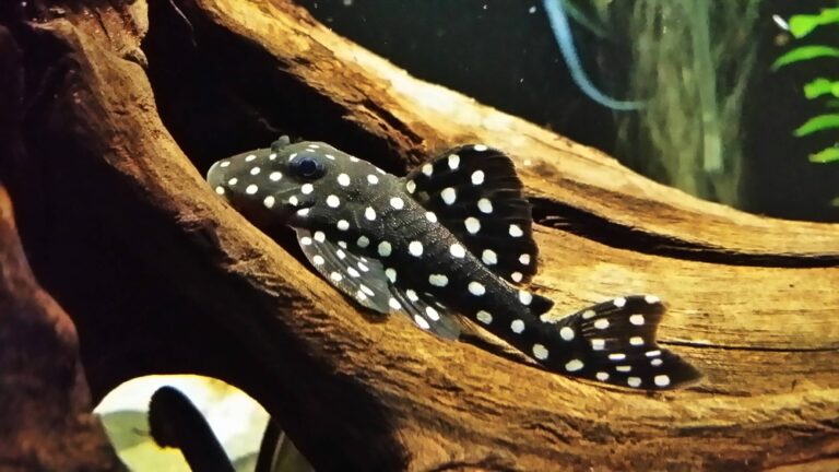 Snowball Pleco