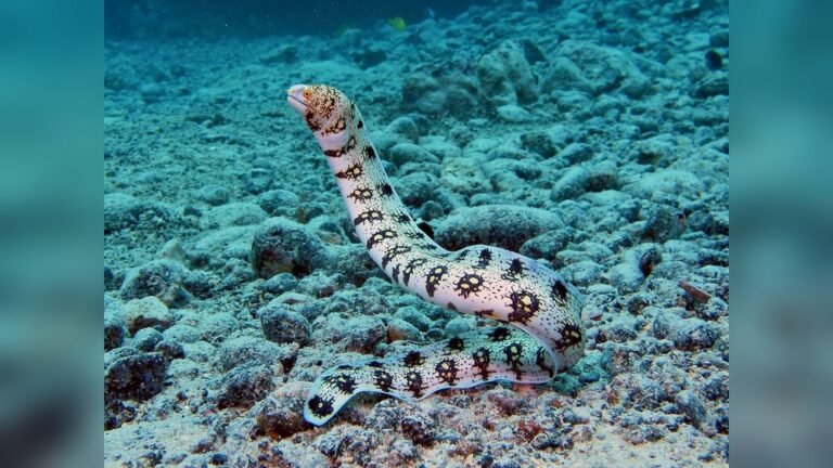 Snowflake Eel