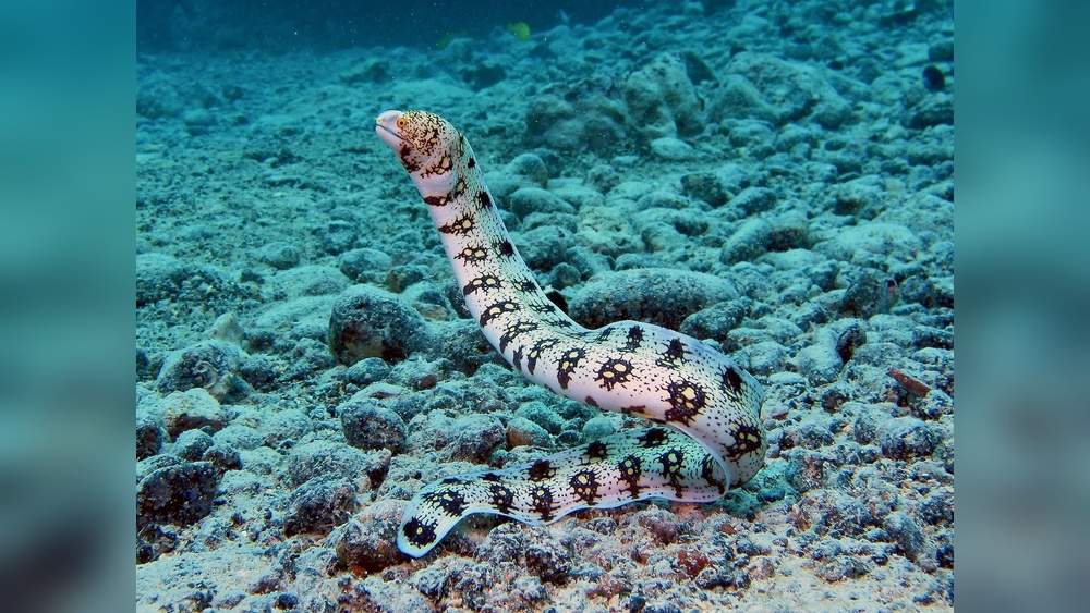 Snowflake Eel