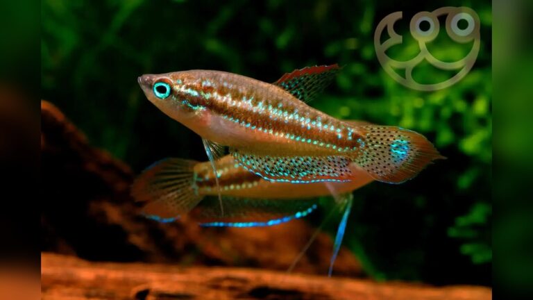Sparkling Gourami