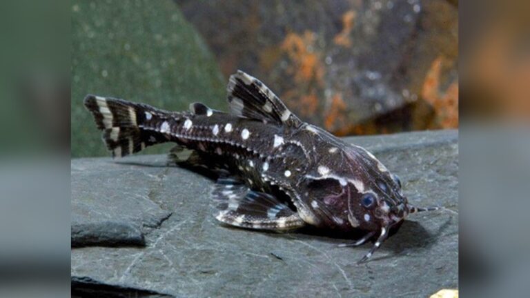 Spotted Raphael Catfish