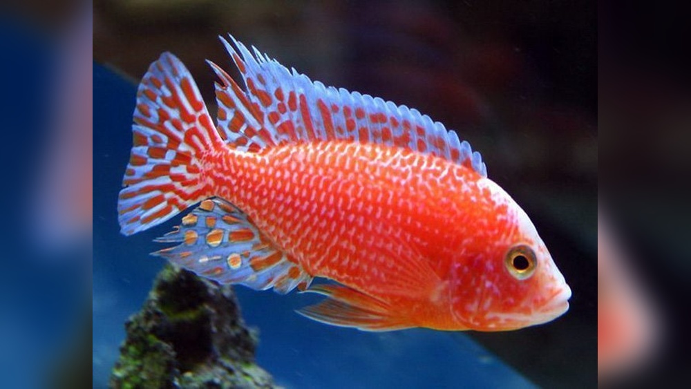 Strawberry Peacock Cichlid