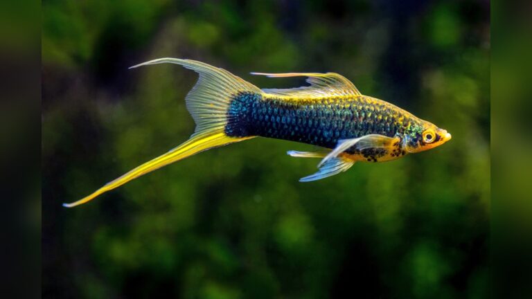 Swordtail Fish