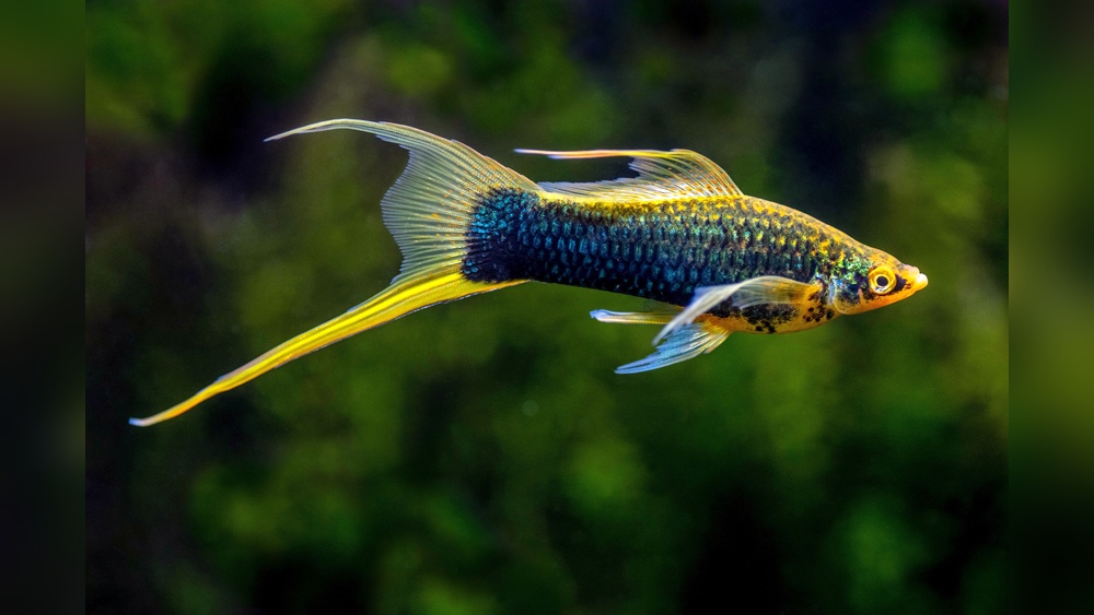 Swordtail Fish