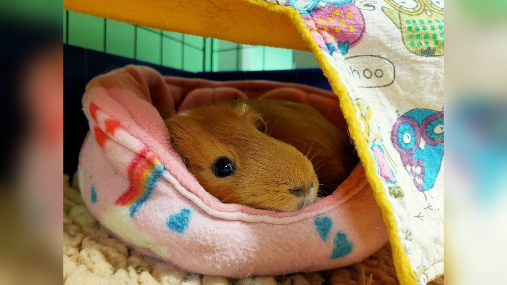 Take Care Of A Guinea Pigs Cage: Essential Tips for Cleanliness