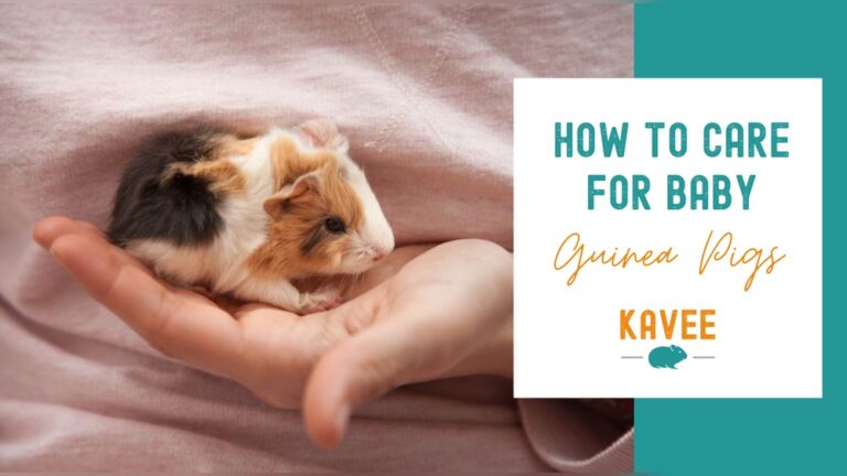 Taking Care Of Baby Guinea Pigs: Essential Tips for Happy Pets