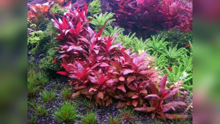 Telanthera Cardinalis