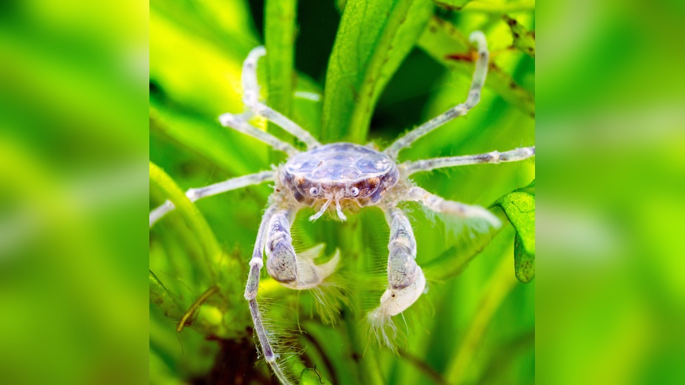 Thai Micro Crab: Ultimate Guide to Catching and Cooking