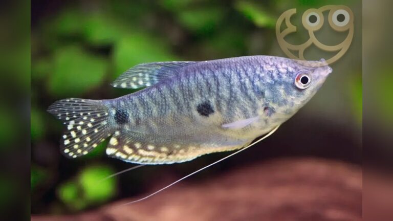 Three Spot Gourami