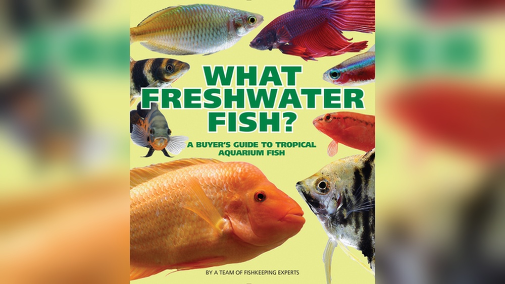 Tropical Vs Freshwater Fishkeeping
