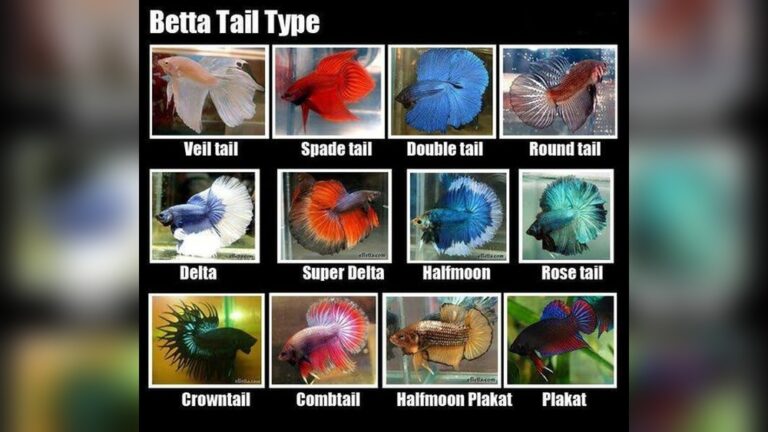 Types Of Betta Fish