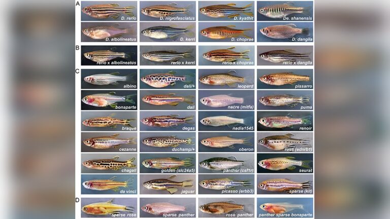 Types Of Danios