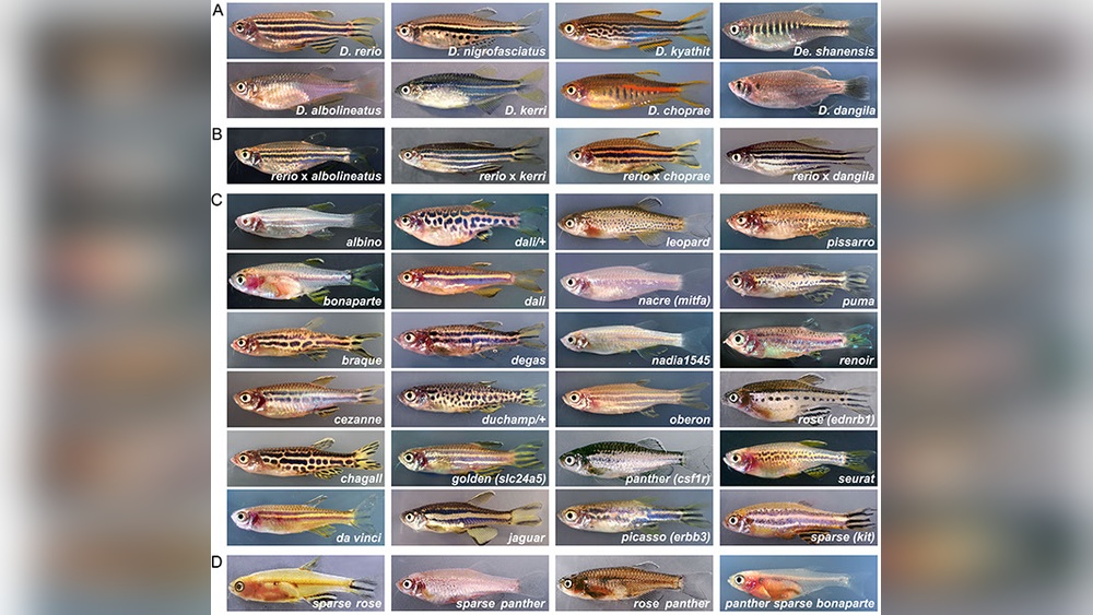 Types Of Danios