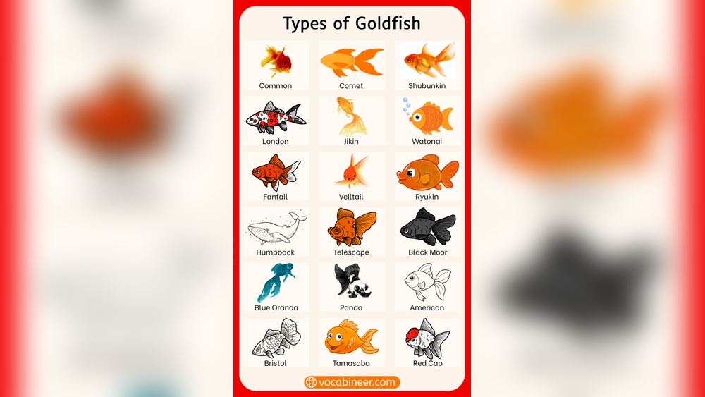Types Of Goldfish