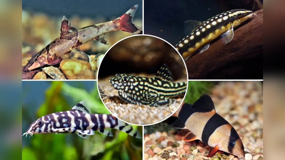 Types Of Loaches