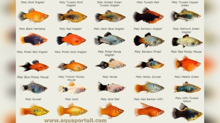 Types Of Platy Fish