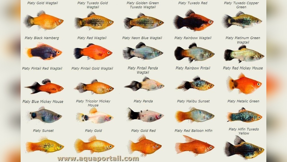 Types Of Platy Fish