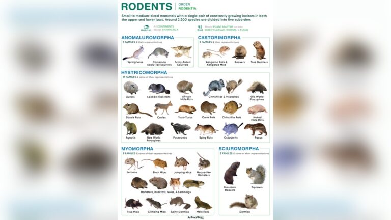 Types Of Rodents: Essential Guide to Common and Exotic Species