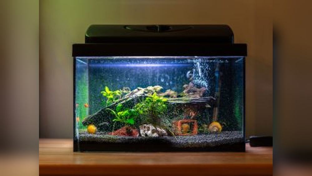 Unique Fish Themed Slot Games For Aquarium Enthusiasts