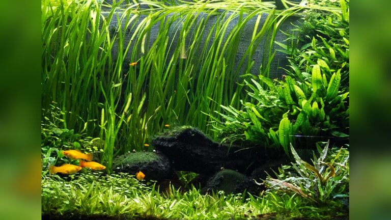 Vallisneria Spiralis