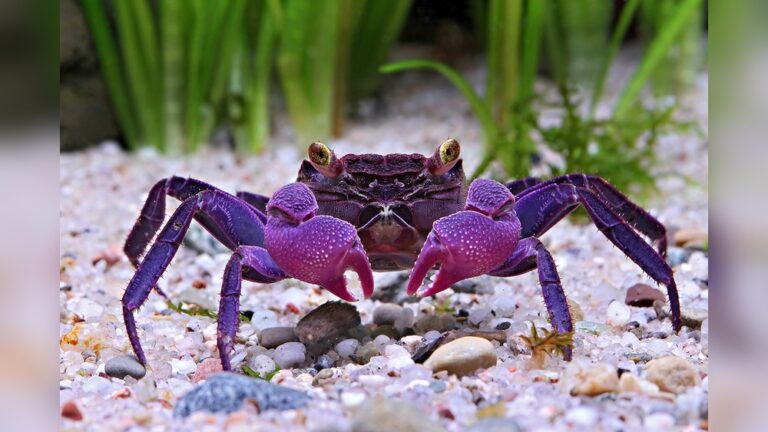 Vampire Crabs