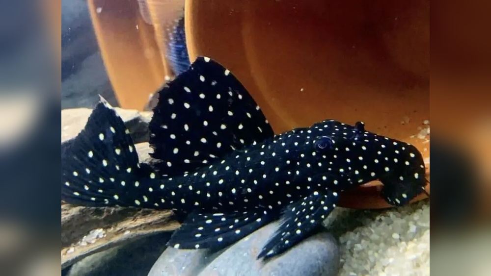 Vampire Pleco