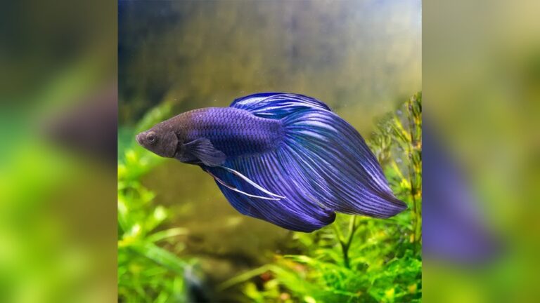 Veiltail Betta