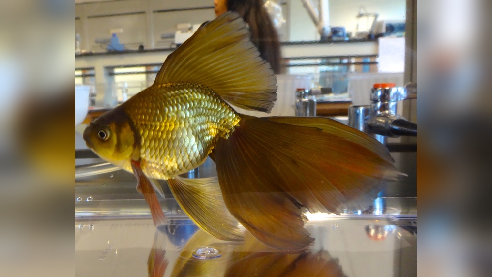 Veiltail Goldfish