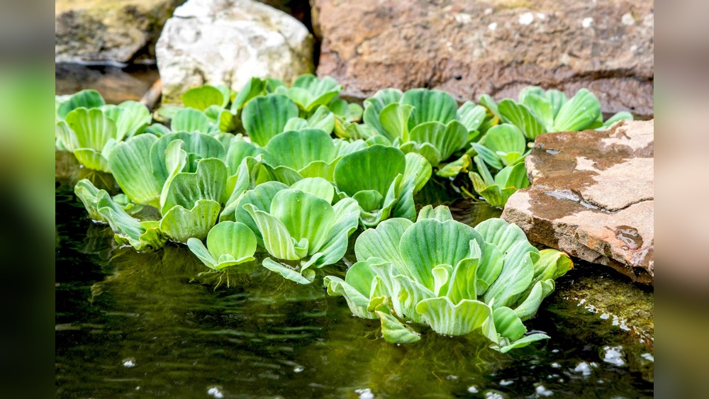 Water Lettuce